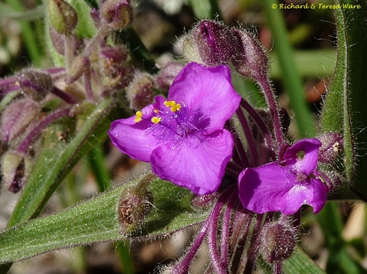 {Tradescantia hirsuticaulis}